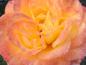 Preview: Die Blüten der Rose Gartenspaß zeigen ein schönes Farbspiel.