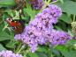 Preview: Buddleja Blue Chip - die blaulila Blüten sind beliebt bei Schmetterlingen