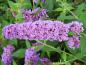 Preview: Lila Blüte von Buddleja Blue Chip