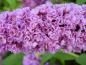 Preview: Buddleja Blue Chip