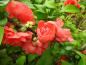 Preview: Die schönen Blüten der Chaenomelis Pink Storm