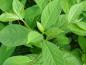 Preview: Lotuspflaume - grüne Blätter im Sommer