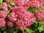 Preview: Rosa Blütenbälle der Hydrangea arborescens Pink Percussion