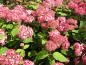 Preview: Ballhortensie Hydrangea aborescens Pink Percussion in voller Blüte