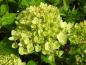 Preview: Vipphortensia Little Lime, Hydrangea paniculata Little Lime