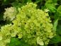 Preview: Vipphortensia Little Lime, Hydrangea paniculata Little Lime