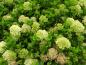 Preview: Vipphortensia Little Lime, Hydrangea paniculata Little Lime