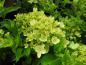 Preview: Vipphortensia Little Lime, Hydrangea paniculata Little Lime