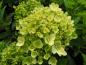 Preview: Vipphortensia Little Lime, Hydrangea paniculata Little Lime