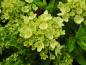 Preview: Vipphortensia Little Lime, Hydrangea paniculata Little Lime