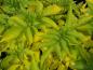 Preview: Blätter von Sambucus canadensis Aurea