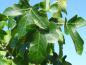 Preview: Ambraträd Rotundiloba, Liquidambar styraciflua Rotundiloba