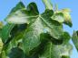 Preview: Schöne Blätter bei Liquidambar styraciflua Rotundiloba