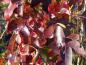 Preview: Rote Herbstfärbung beim Amberbaum Rotundiloba