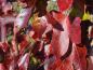 Preview: Amberbaum Rotundiloba mit rotem Herbstlaub