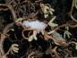 Preview: Corylus avellana Contorta blüht im Spätwinter