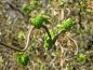 Preview: Junge Blätter der Korkenzieherhasel im Austrieb