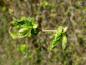 Preview: Im April erscheinen die Blätter der Korkenzieherhasel.