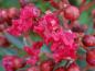 Preview: Lagerstroemia indica Red Imperator