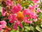 Preview: Lagerstroemia indica Rose Vif