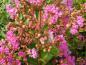 Preview: Lagerstroemia indica Rose Vif