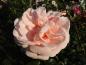 Preview: Blüte der Rosensorte Aphorodite ®