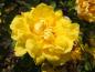 Preview: Die gelbe Blüte von Rosa foetida Persian Yellow