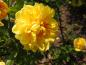 Preview: Rosa foetida Persian Yellow in Blüte