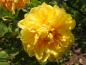 Preview: Gelbblühende Strauchrose Rosa foetida Persian Yellow