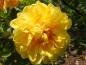 Preview: Gefüllte gelbe Blüte der Rosa foetida Persian Yellow
