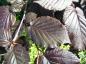 Preview: Blodhassel, Corylus maxima Purpurea