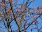 Preview: Corylus maxima Purpurea im Winter