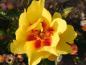Preview: Die Blüte der Strauchrose Eyeconic