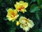 Preview: Die schöne Blüte der Strauchrose Eyeconic