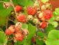 Preview: Orangerote Früchte von Rubus irenaeus