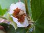 Preview: Rubus irenaeus: weiße Blüte