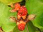 Preview: Rubus irenaeus mit orangen Früchten