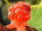 Preview: Orange Beere der Rubus irenaeus