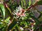Preview: Sarcococca hookeriana var. digyna
