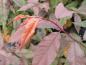 Preview: Roter Austrieb der Prunus persica Rubra