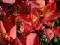 Preview: Prächtige rote Herbstfärbung beim Perückenstrauch