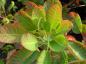 Preview: Perukbuske, Cotinus coggygria