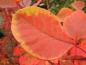 Preview: Orangerote Herbstfärbung des Perückenstrauchs