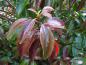 Preview: Blattaustrieb: Viburnum odoratissimum Arboricola