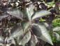 Preview: Prunus padus Bicolor