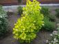 Preview: Cotinus coggygria Golden Lady®