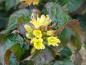 Preview: Blüte von Diervilla rivularis Troja Black