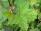 Preview: Physocarpus capitatus Tilden Park - frisch ausgetriebenes Laub