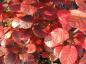 Preview: Cotinus coggygria Royal Purple