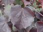 Preview: Cercis canadensis Ruby Falls®